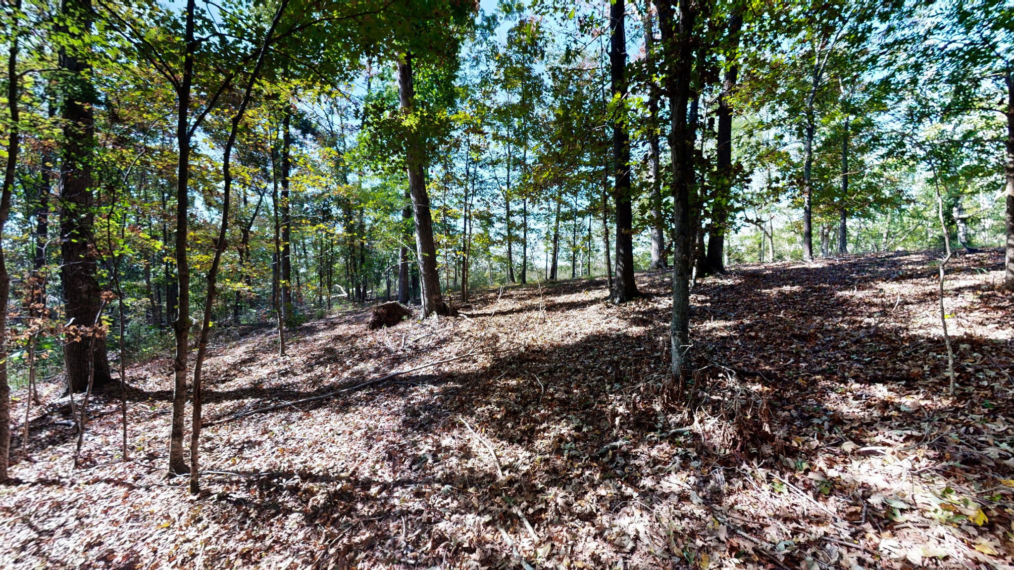 234 Bazzie Dock Road Dover, TN 37058 - Photo 15 of 47 a view of a forest with trees in the background