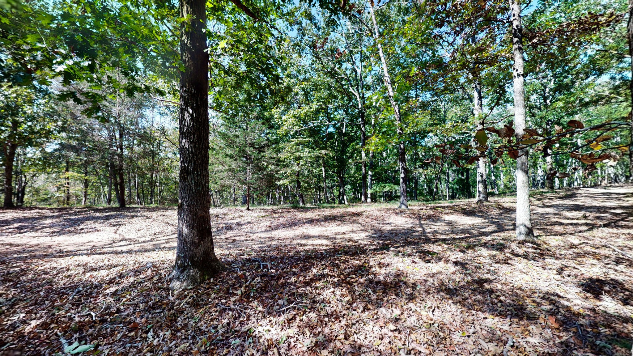 234 Bazzie Dock Road Dover, TN 37058 - Photo 18 of 47 a view of a tree in a yard