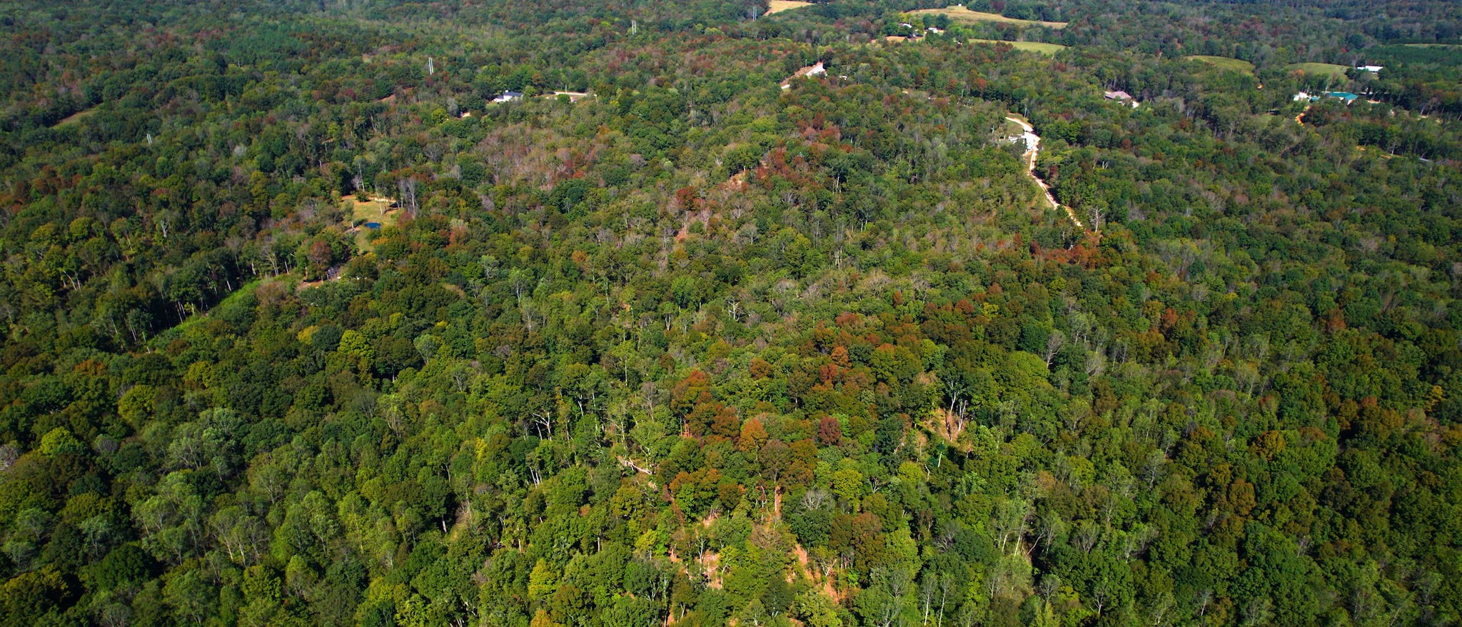 234 Bazzie Dock Road Dover, TN 37058 - Photo 24 of 47 a view of a lush green forest