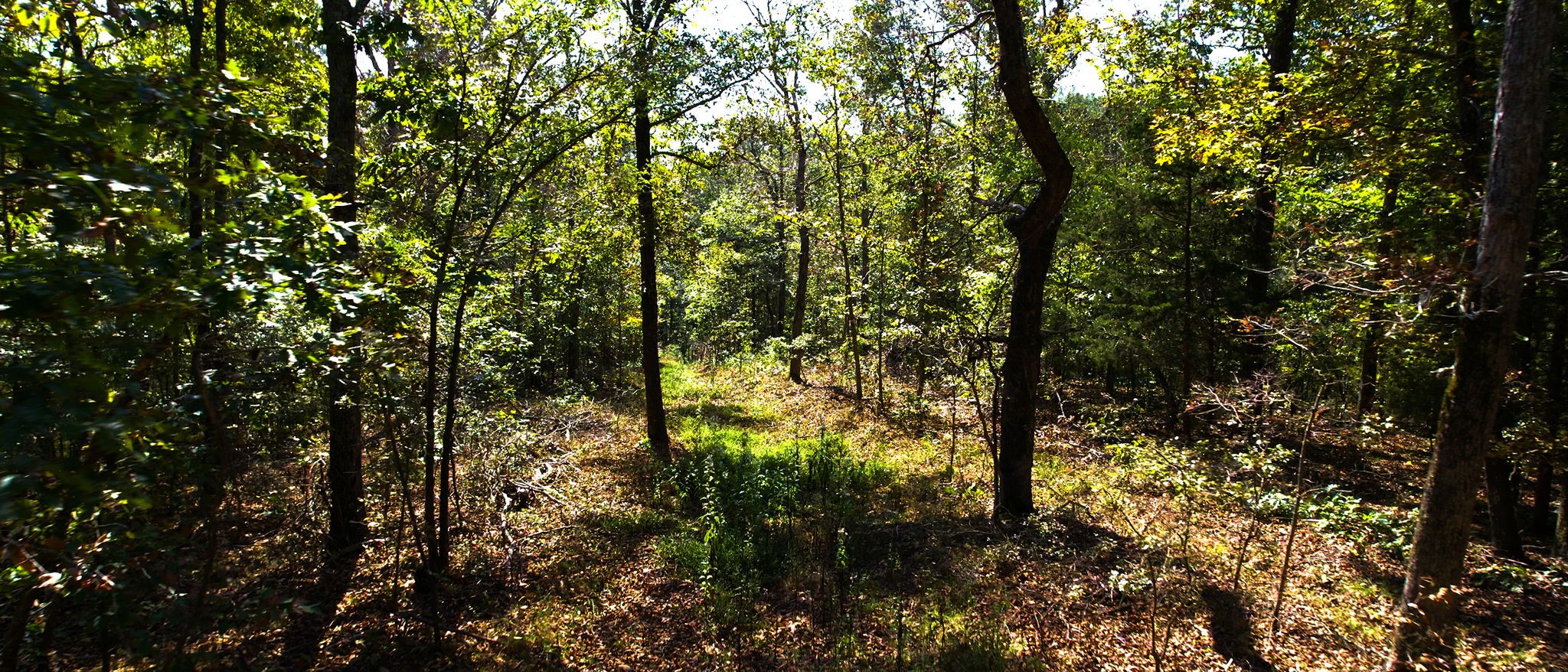 234 Bazzie Dock Road Dover, TN 37058 - Photo 28 of 47 a view of forest