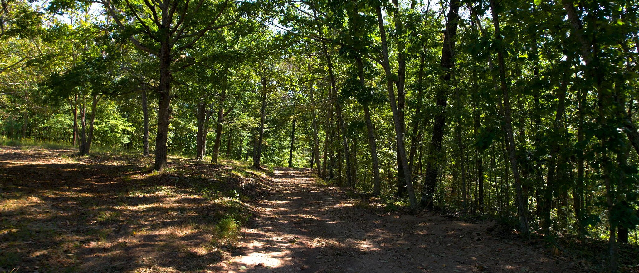 234 Bazzie Dock Road Dover, TN 37058 - Photo 29 of 47 a view of tree