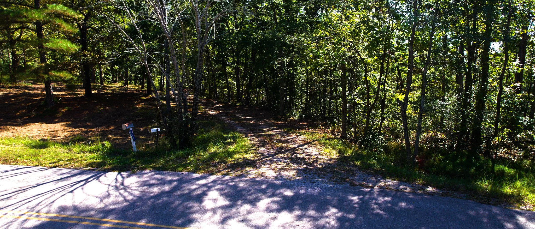 234 Bazzie Dock Road Dover, TN 37058 - Photo 30 of 47 a view of tree