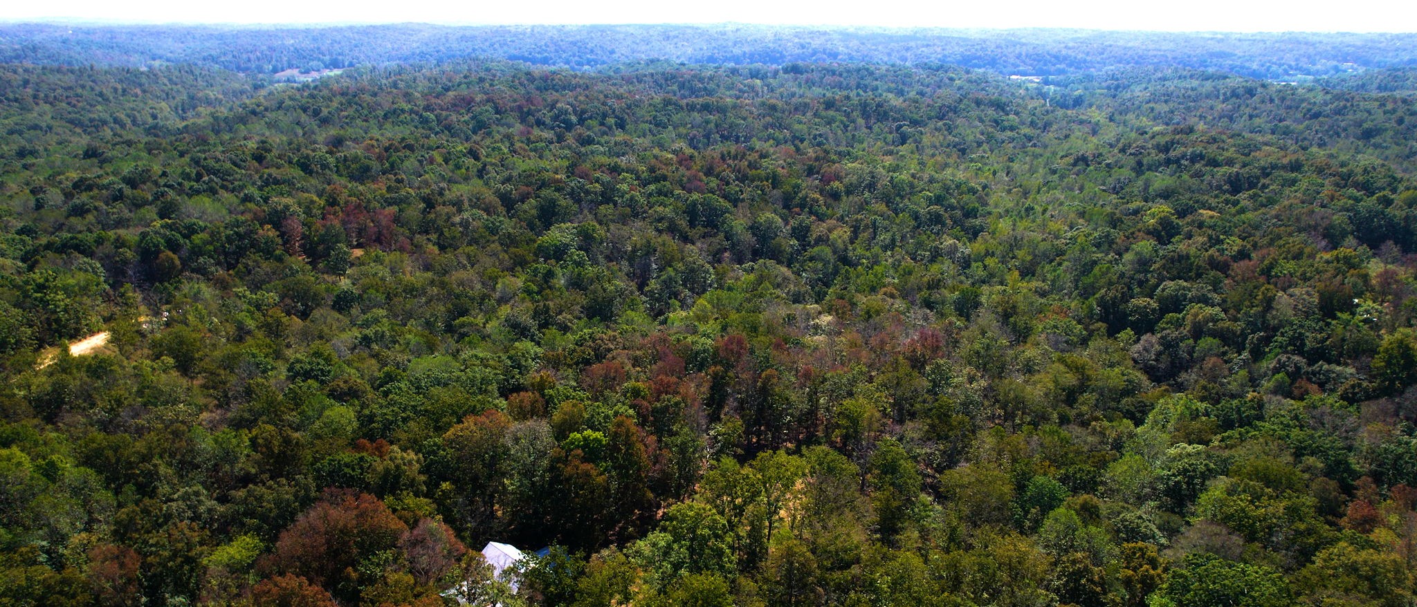 234 Bazzie Dock Road Dover, TN 37058 - Photo 31 of 47 a view of a forest with a street