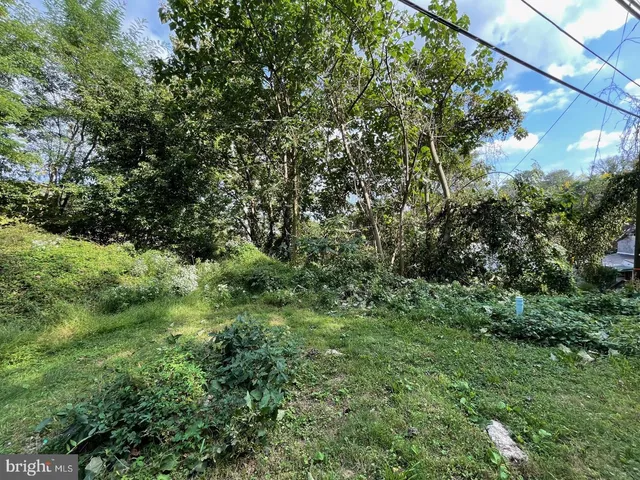 a view of a lush green forest