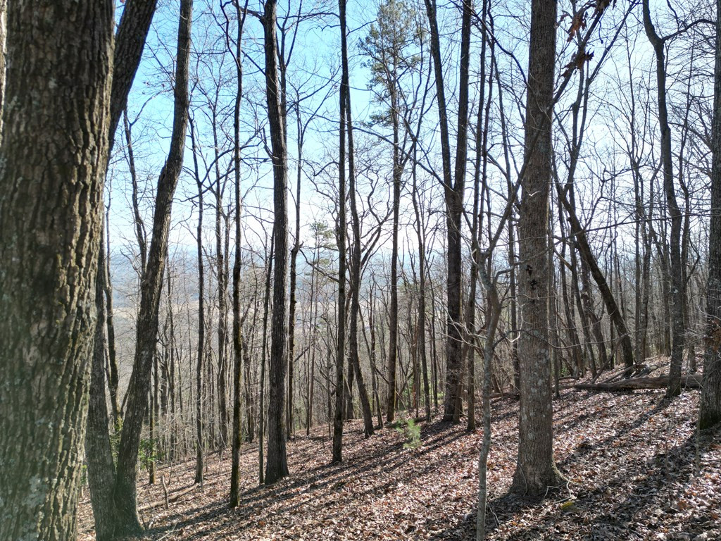 20.05-ac Treehouse Trail Murphy, NC 28906 - Photo 11 of 14