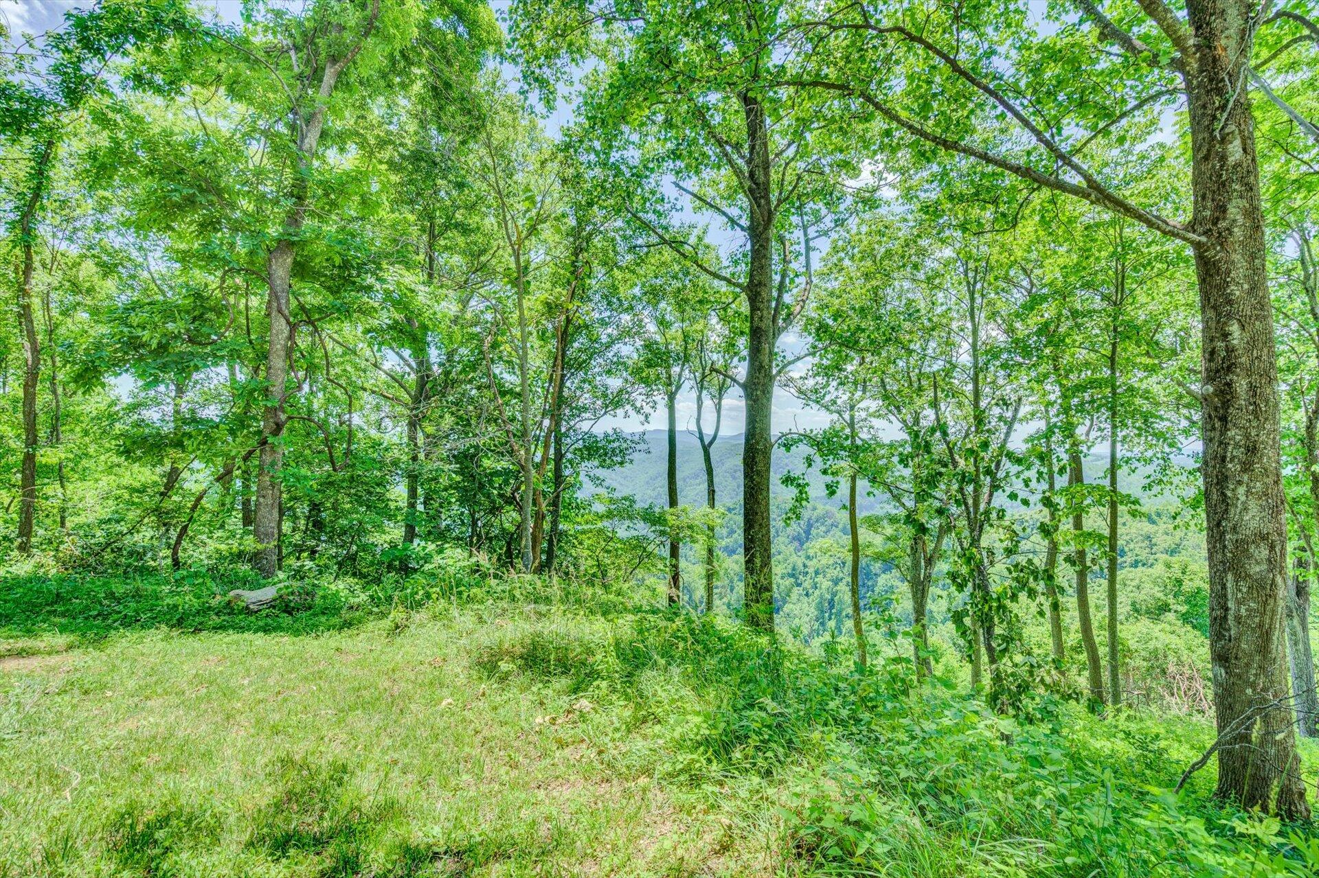 2005 Walnut Knob Road Southeast Floyd, VA 24091 - Photo 65 of 71 a view of forest