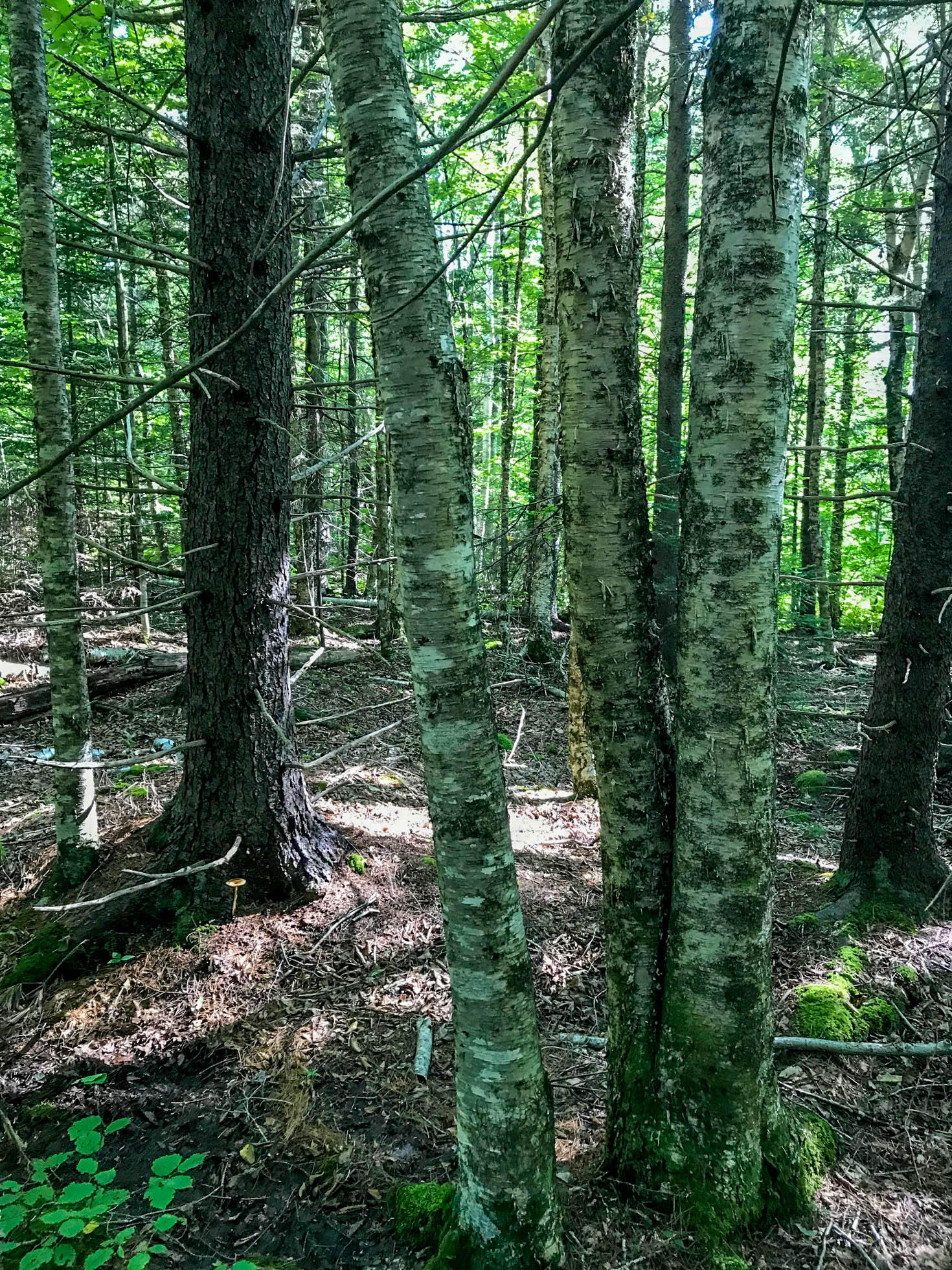 Lot 24 Green Valley Road Stockton Springs, ME 04981 - Photo 23 of 31 Mixed Woods
