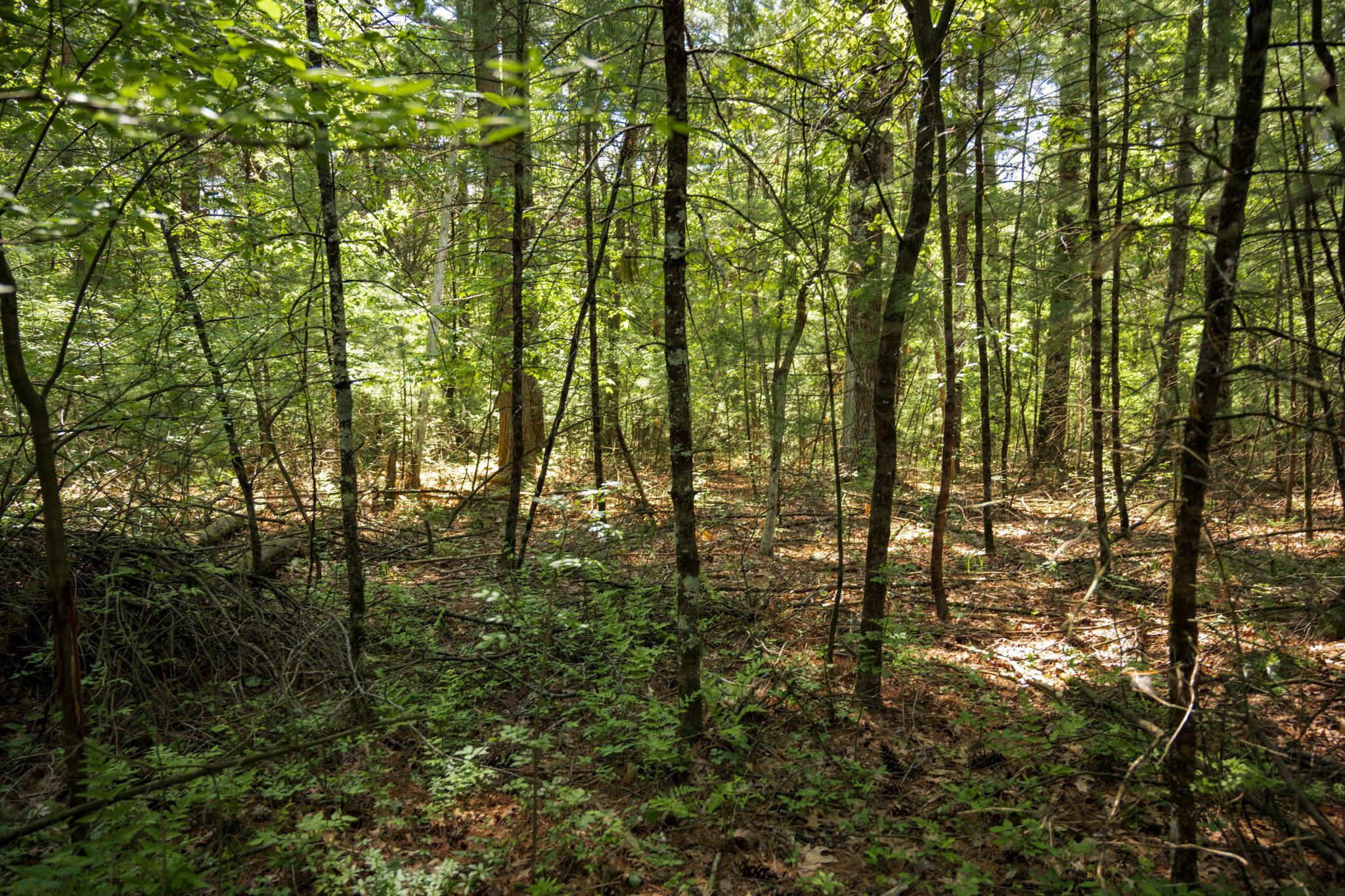 Lot 132 19th Arkdale, WI 54613 - Photo 7 of 27