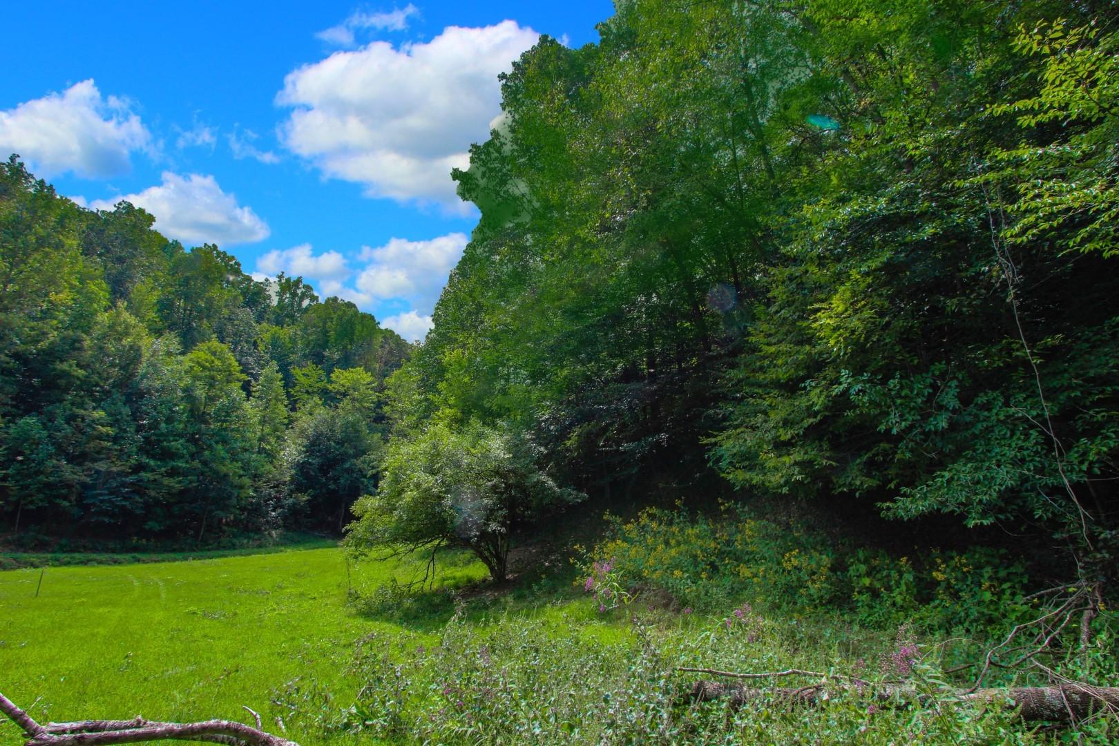 25-ac Lower Rinehart Road Dandridge, TN 37725 - Photo 22 of 27 IMG_5629ps