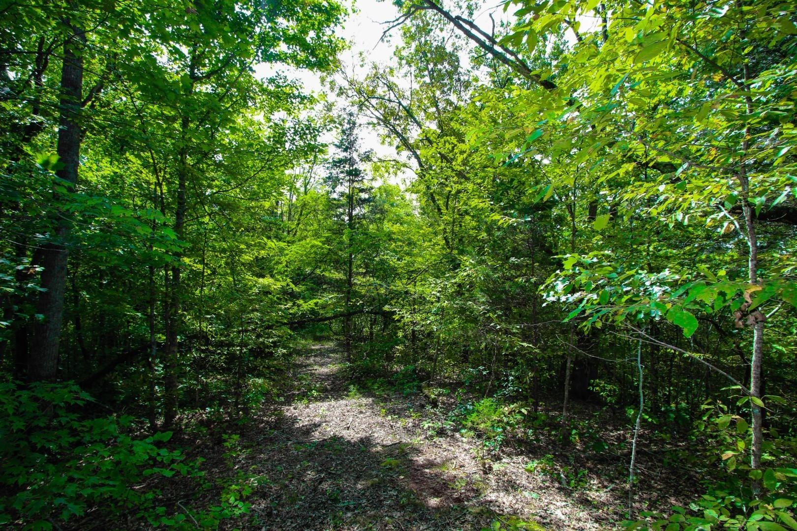 25-ac Lower Rinehart Road Dandridge, TN 37725 - Photo 25 of 27 IMG_5603