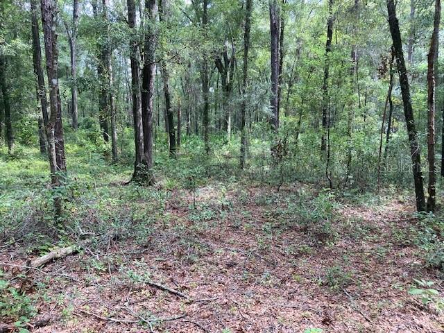 3 Southwest 170th Street Archer, FL 32618 - Photo 3 of 20 a view of a forest that has large trees
