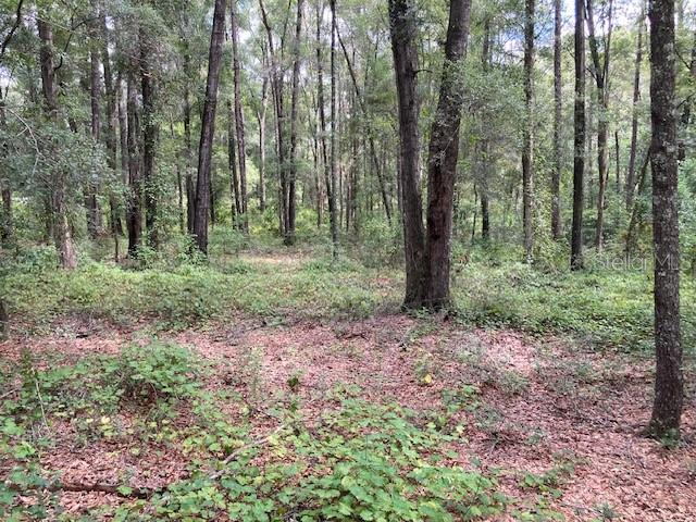 3 Southwest 170th Street Archer, FL 32618 - Photo 4 of 20 a view of a forest that has large trees