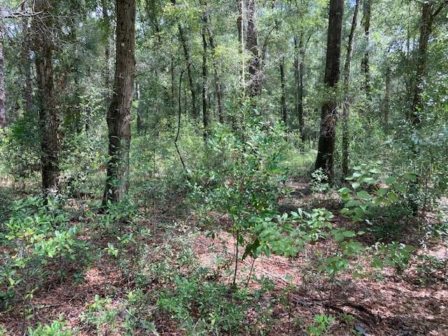 3 Southwest 170th Street Archer, FL 32618 - Photo 5 of 20 a view of a lush green forest