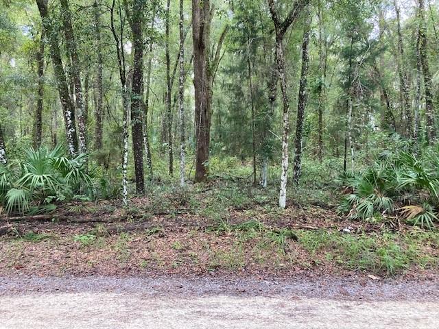 3 Southwest 170th Street Archer, FL 32618 - Photo 9 of 20 a view of a forest that has large trees