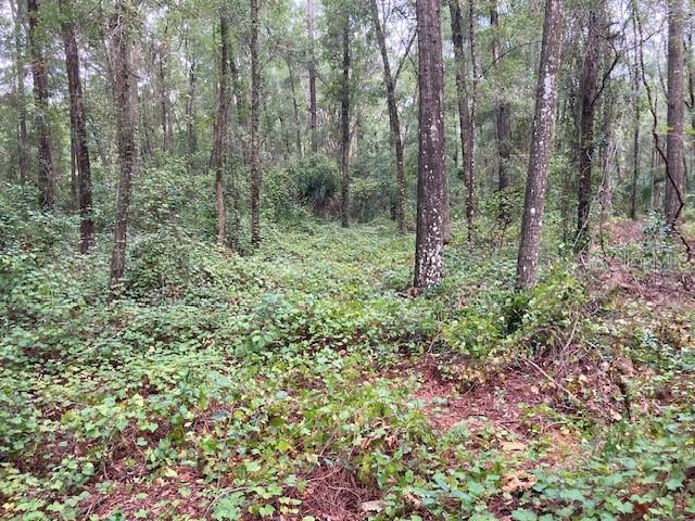 3 Southwest 170th Street Archer, FL 32618 - Photo 10 of 20 a view of forest