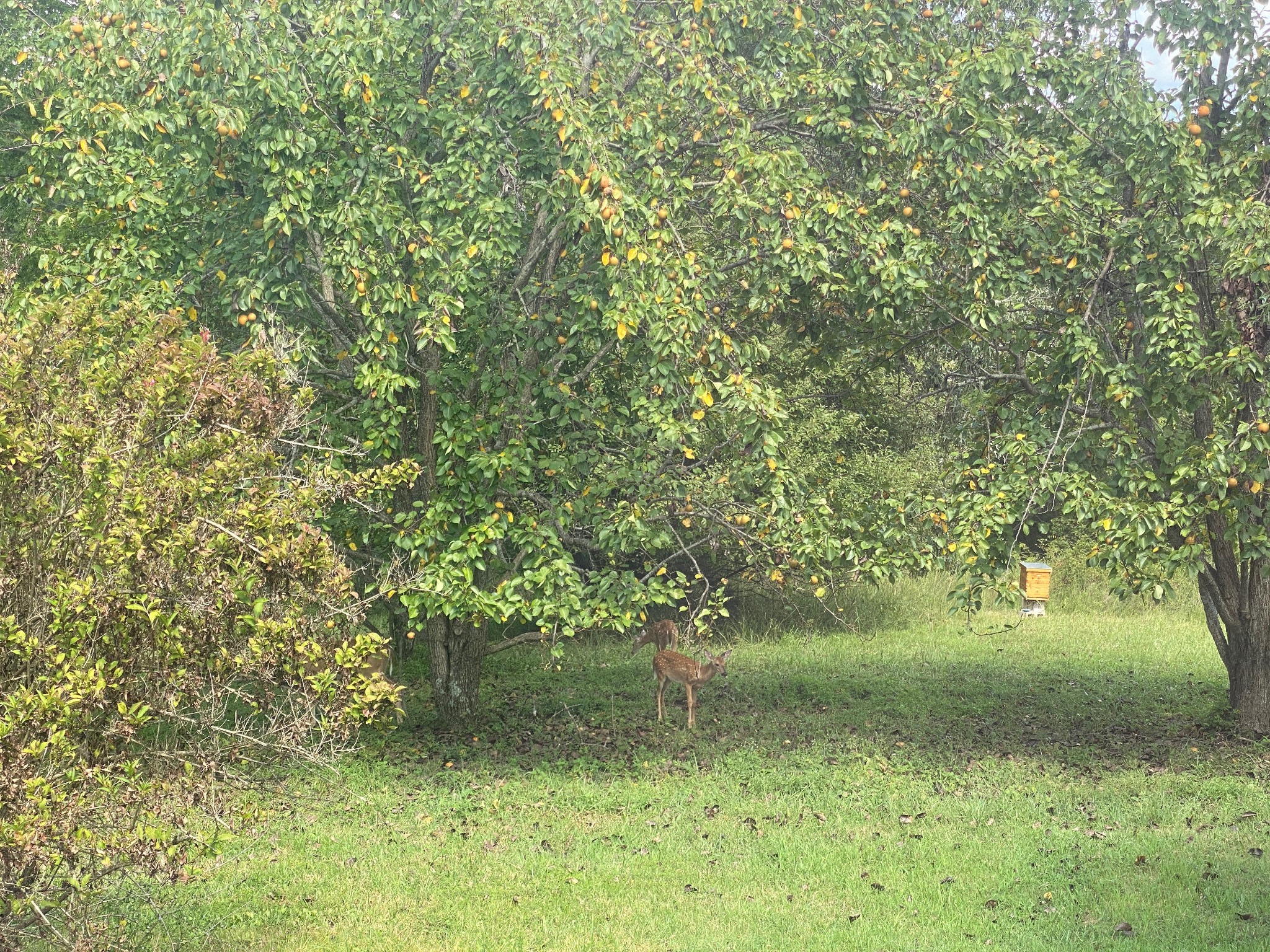 208 Tomsic Road Indian Mound, TN 37079 - Photo 15 of 40 Gallery Image 15