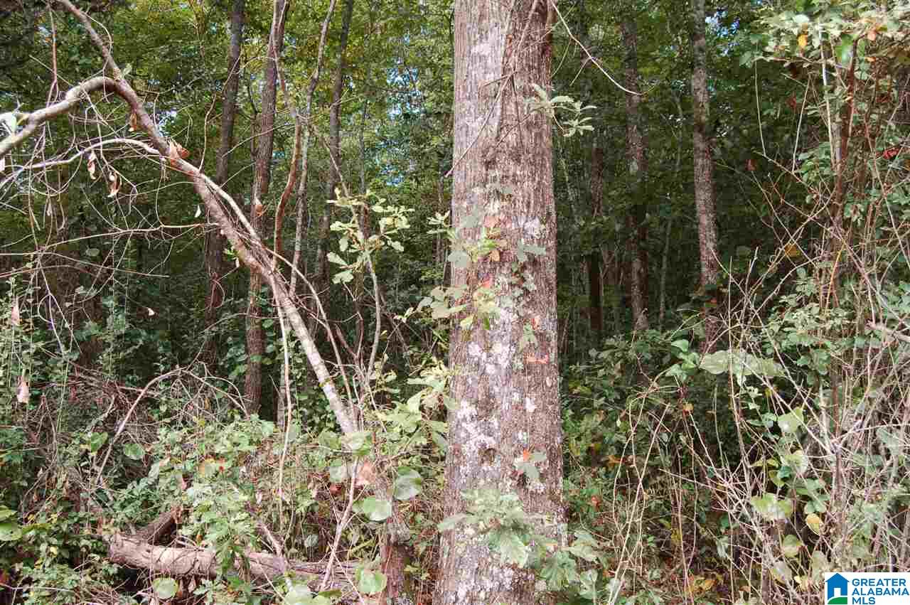 26-acres Old Shocco Road, Unit 26 ACRES Talladega, AL 35160 - Photo 7 of 10