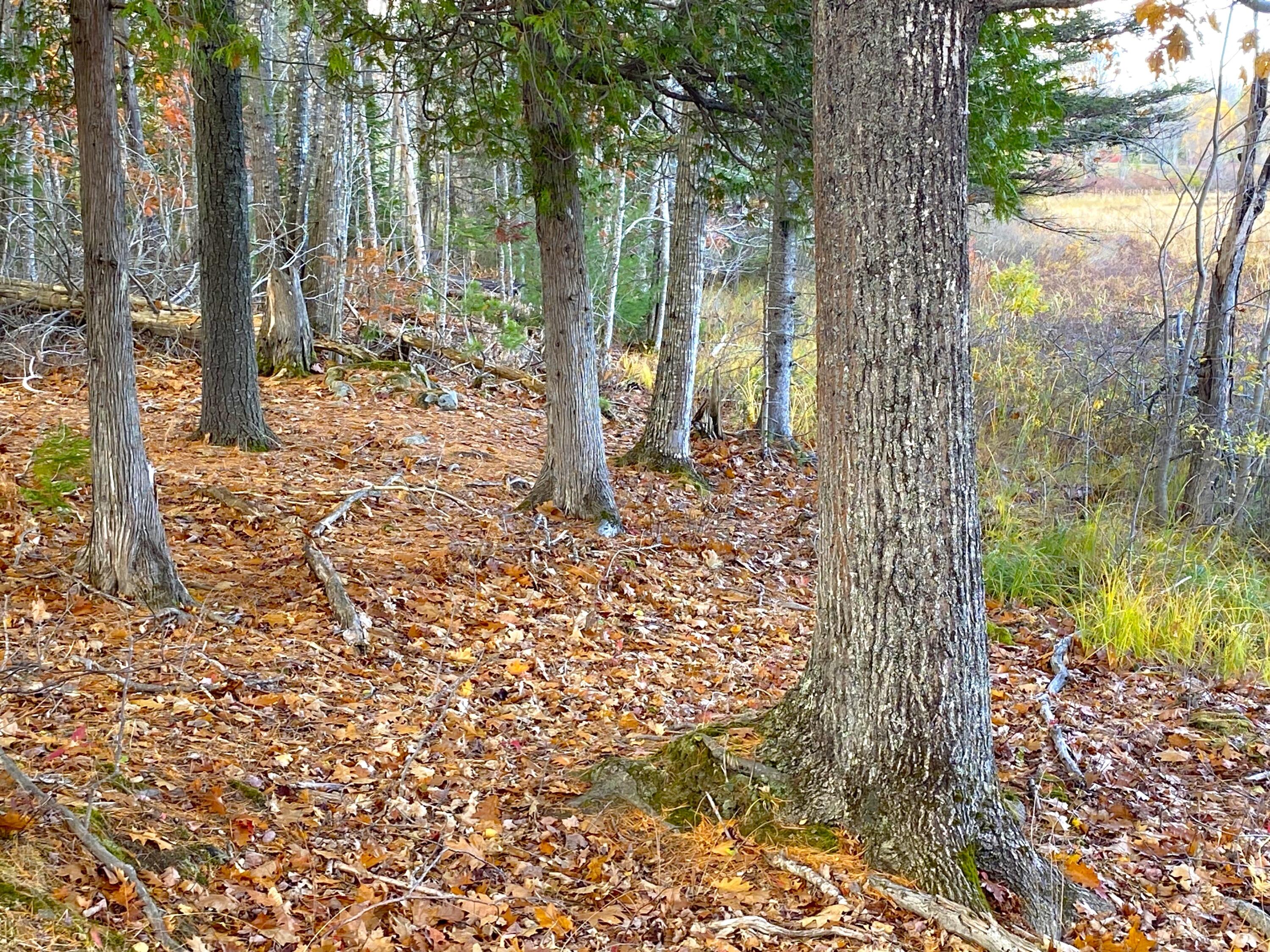 Lot 19 Betts Road Orrington, ME 04474 - Photo 16 of 21 15.betts
