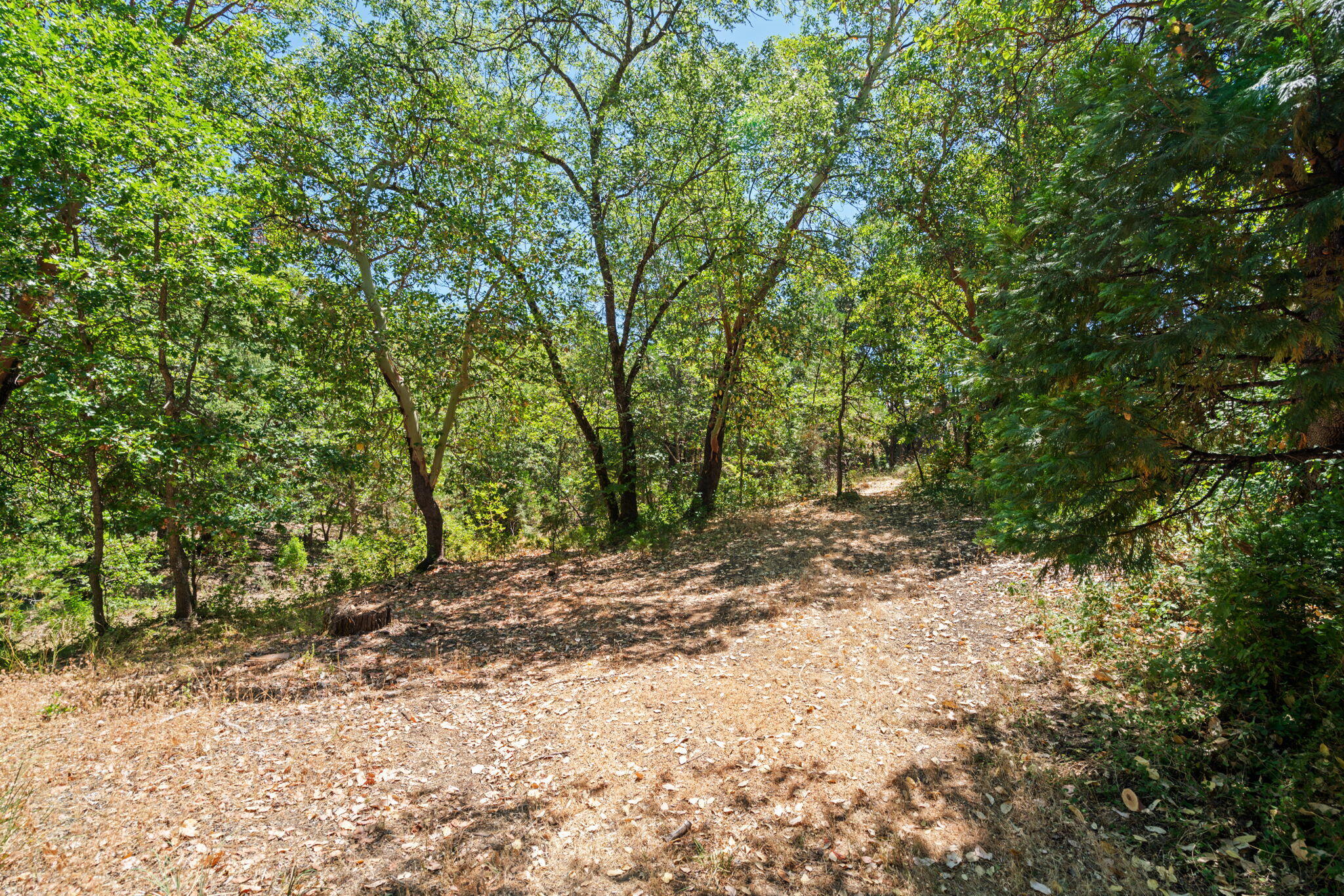 181 Burnt Ranch School Road Burnt Ranch, CA 95527 - Photo 45 of 49 a view of a yard with a tree