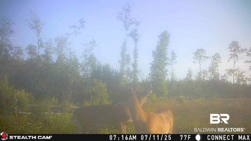 0 County Road 112 Robertsdale, AL 36567 - Photo 8 of 33 View of local wilderness
