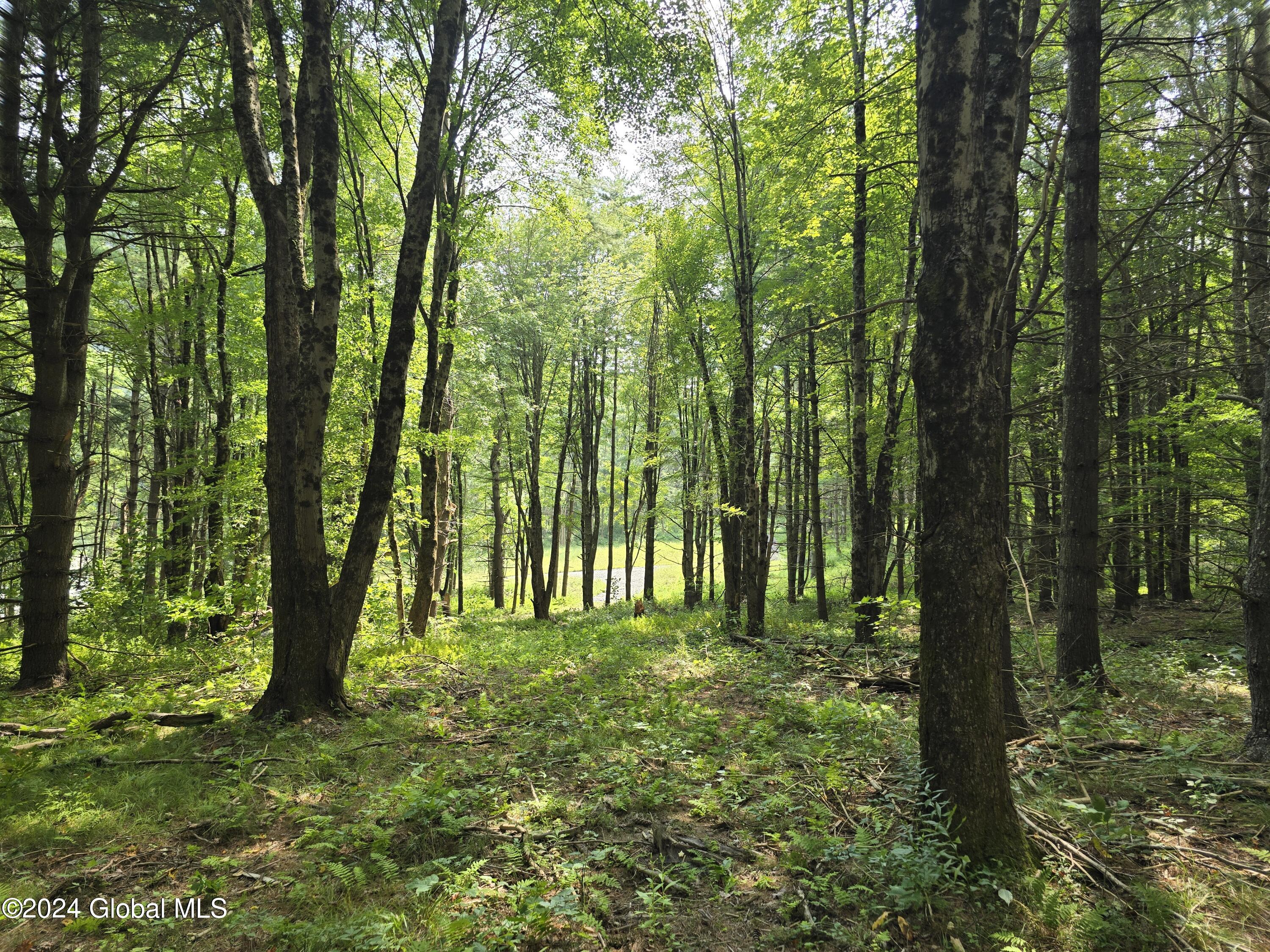 34 Rj Way Shushan, NY 12873 - Photo 23 of 31 Shushan Lot 4 Driveway looking back to