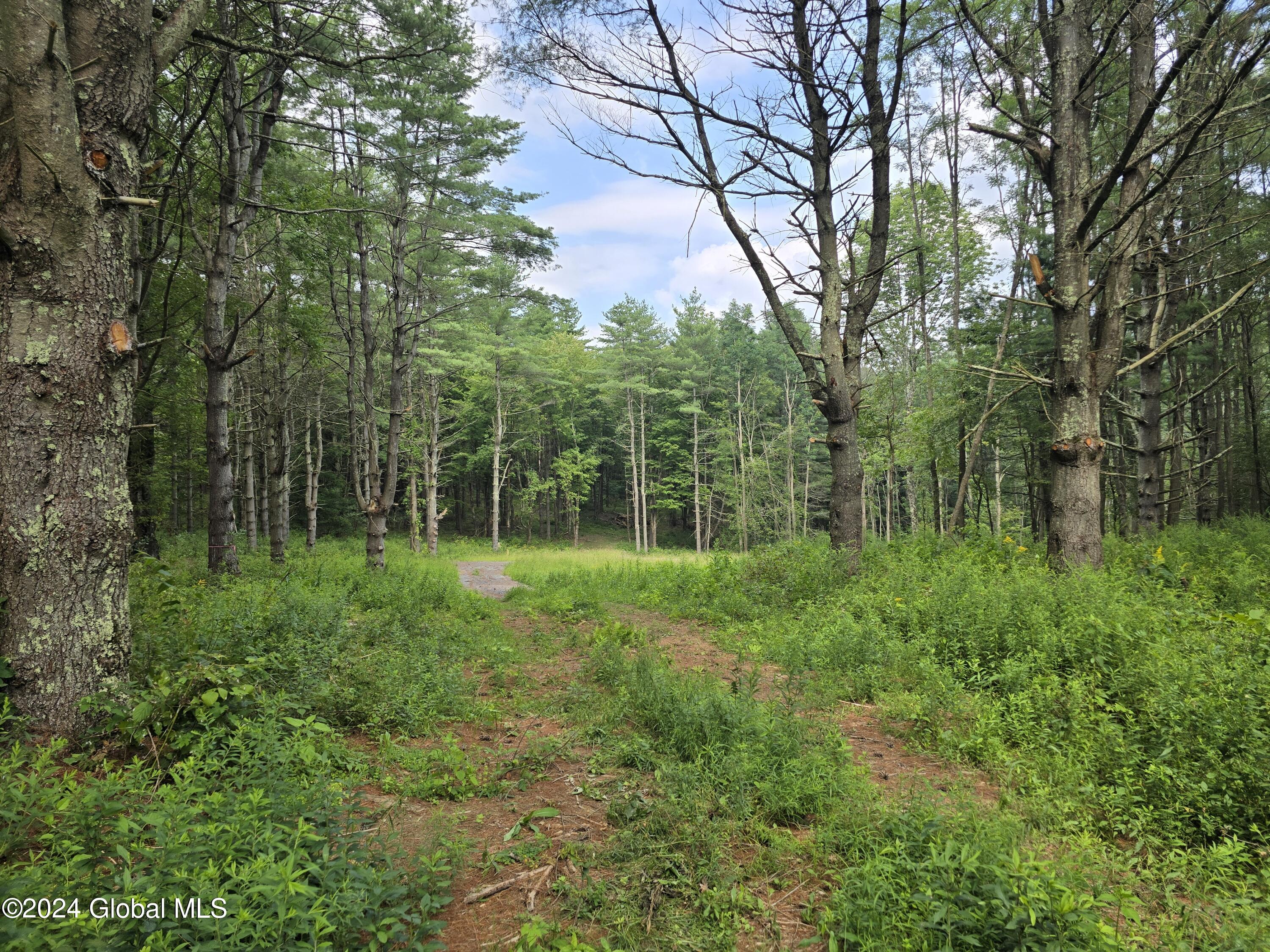 34 Rj Way Shushan, NY 12873 - Photo 8 of 31 Shushan Lot 1 Driveway looking back to