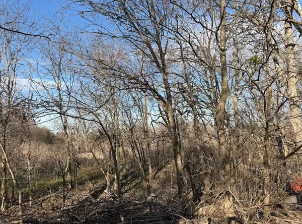 a view of a yard with a tree