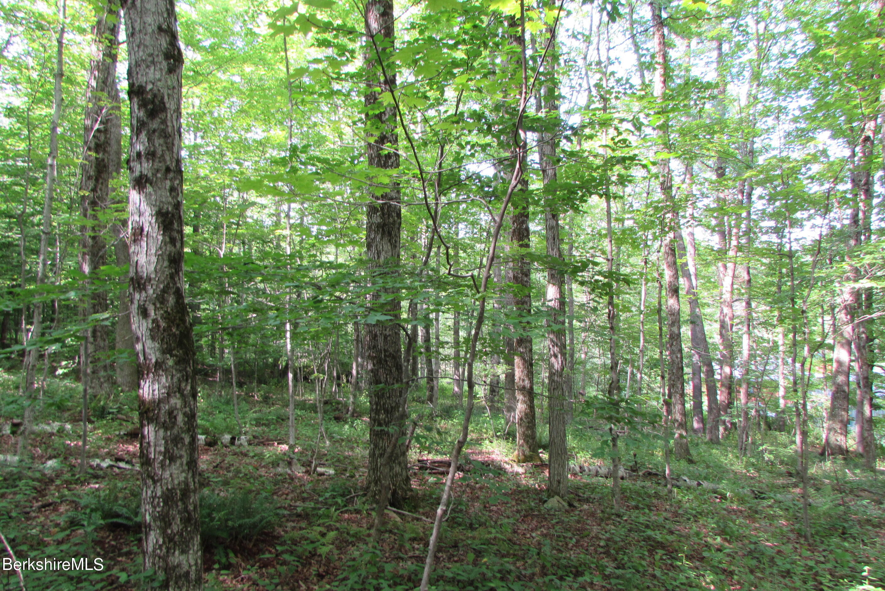 103 Patton Road Richmond, MA 01254 - Photo 32 of 37 a view of forest