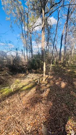 a view of a yard with plants and trees