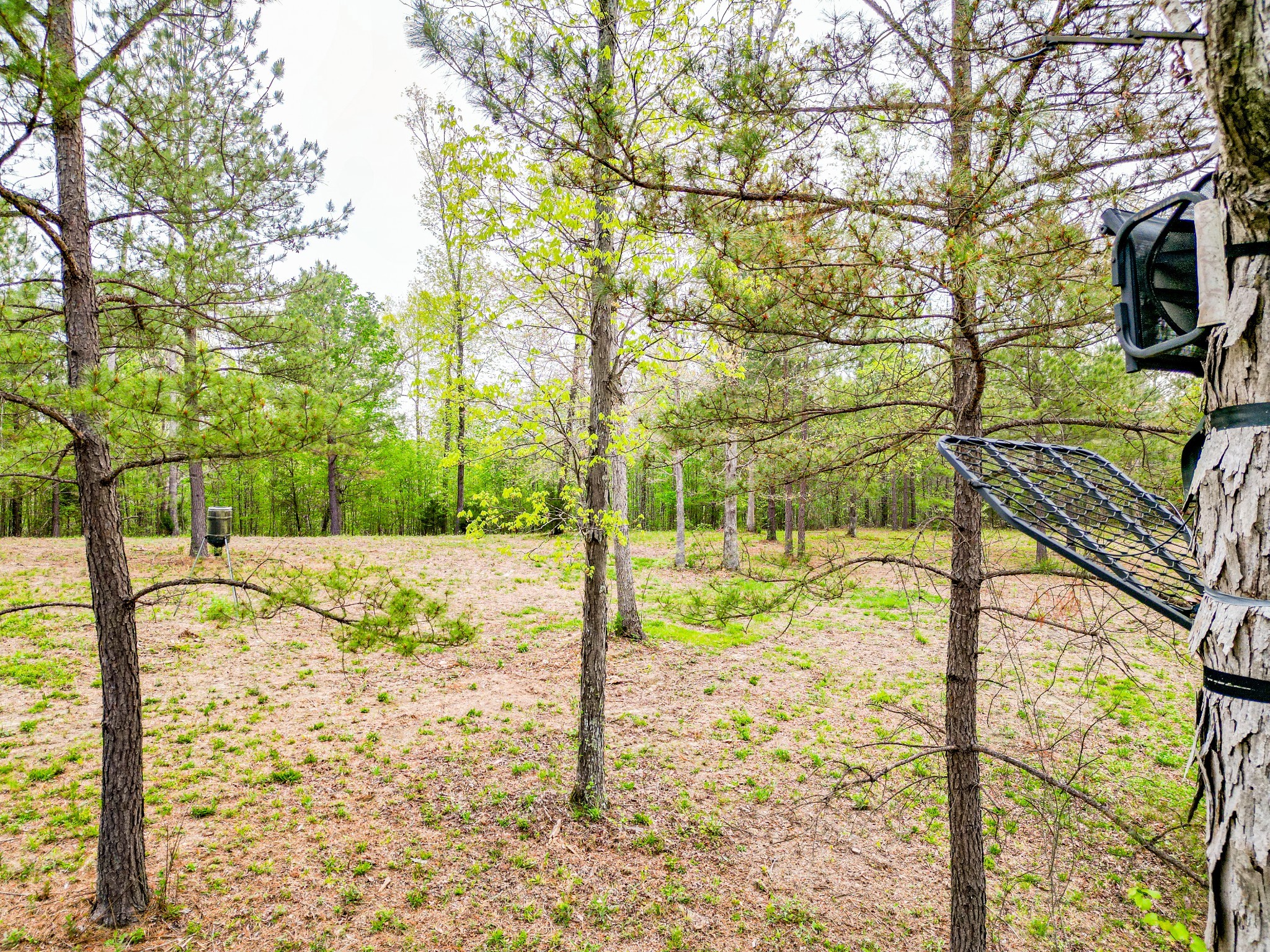 920 Mason Bates Bend Road Centerville, TN 37033 - Photo 38 of 44 a view of yard with tree