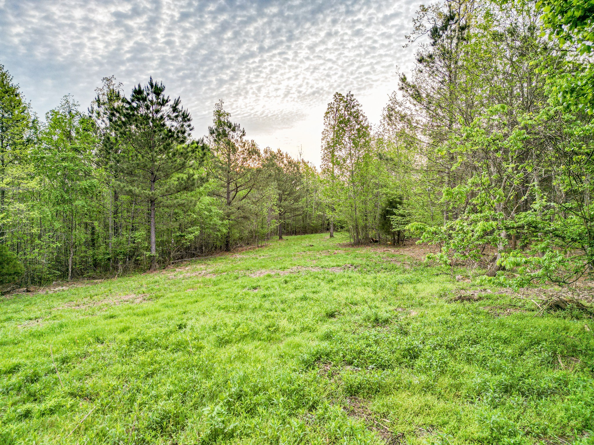 920 Mason Bates Bend Road Centerville, TN 37033 - Photo 40 of 44 a view of a green field with lots of bushes