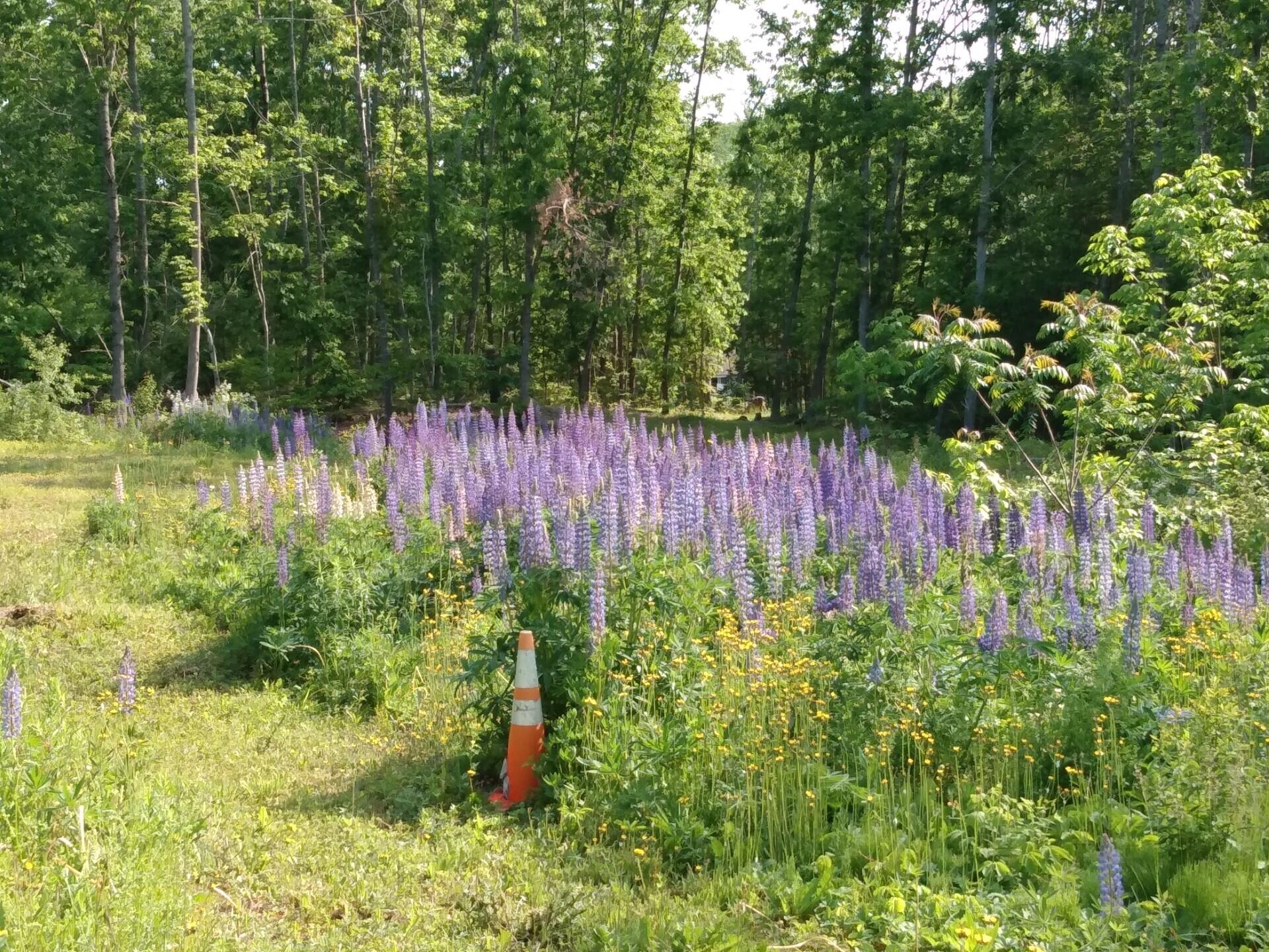 47 North Road Winterport, ME 04496 - Photo 52 of 56 lupine field