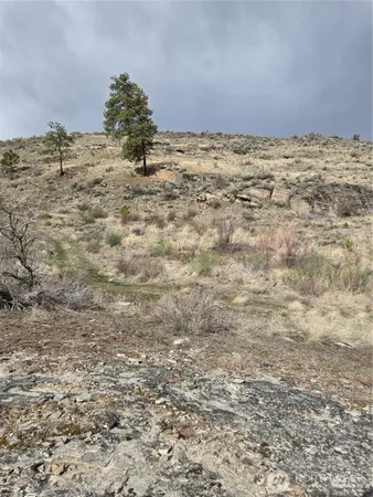 a view of a dry yard