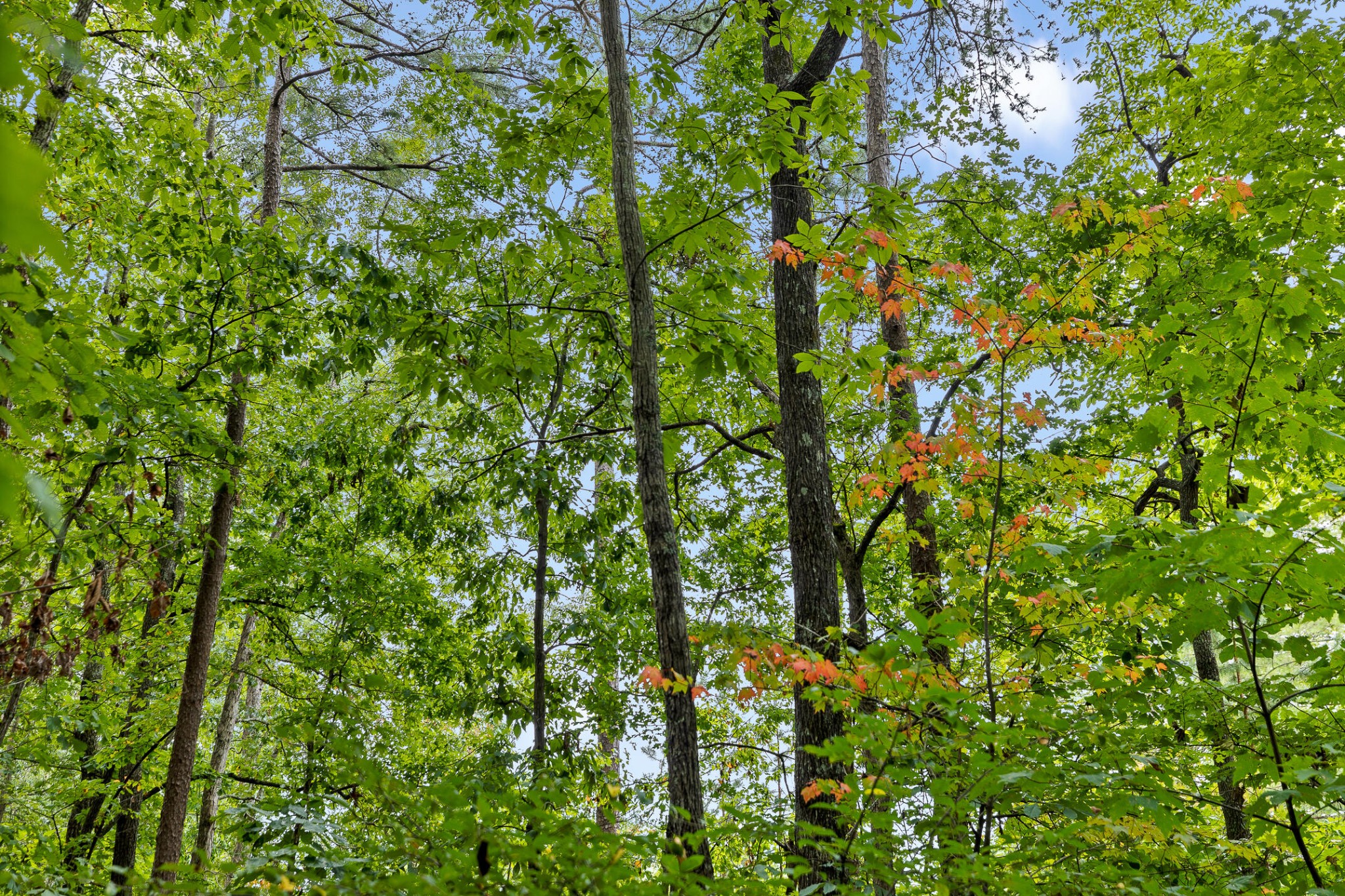 0 Bluffs N Road Guild, TN 37340 - Photo 15 of 21
