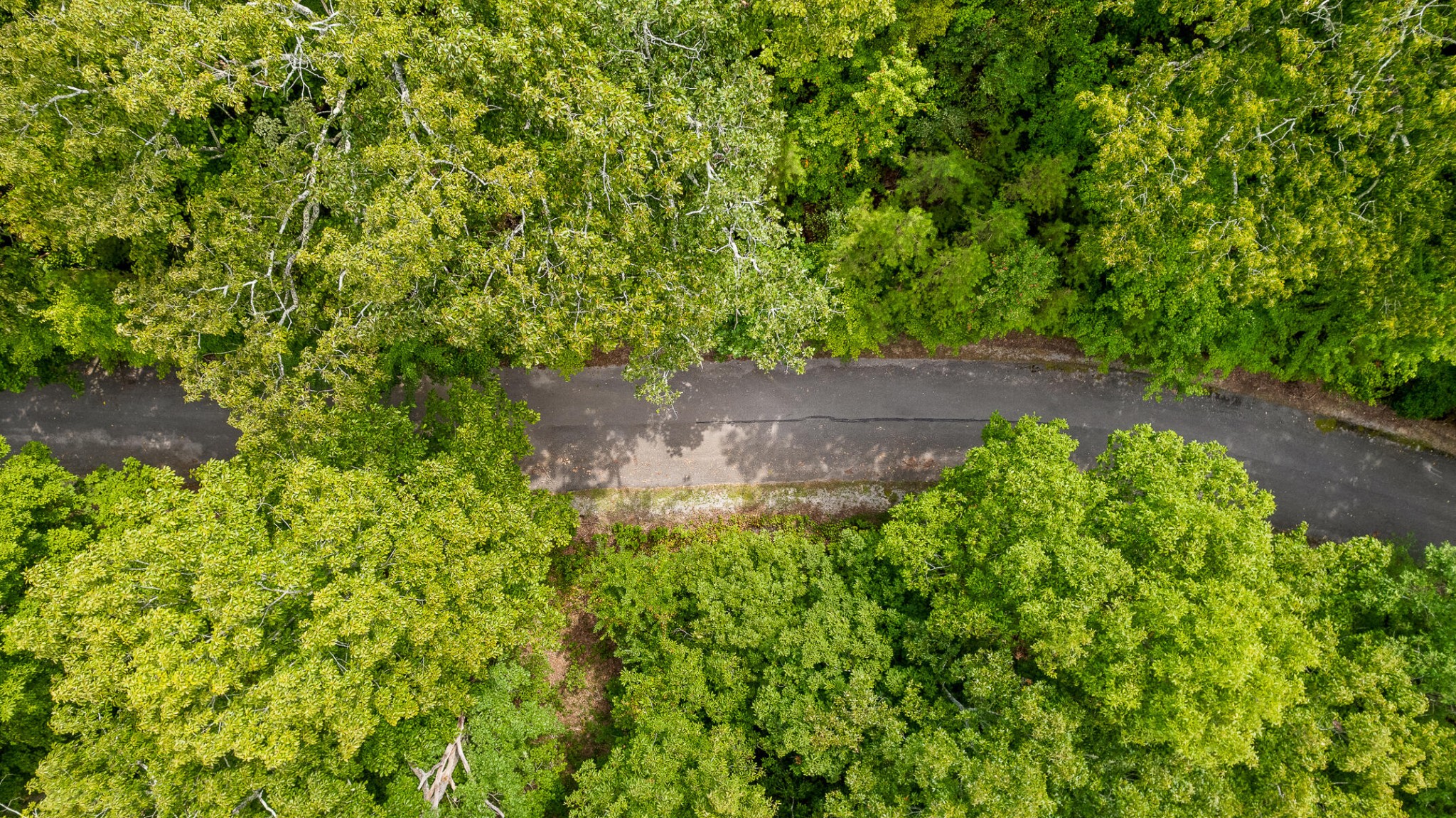 0 Bluffs N Road Guild, TN 37340 - Photo 10 of 21