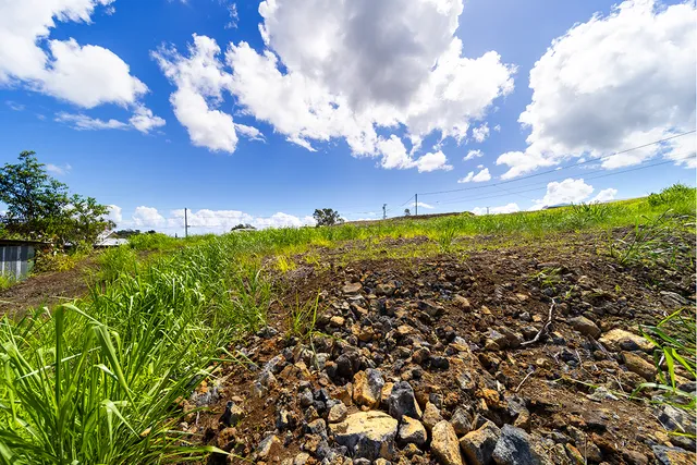 a view of a bunch of trees