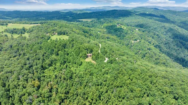 a view of a lush green forest with trees in the background