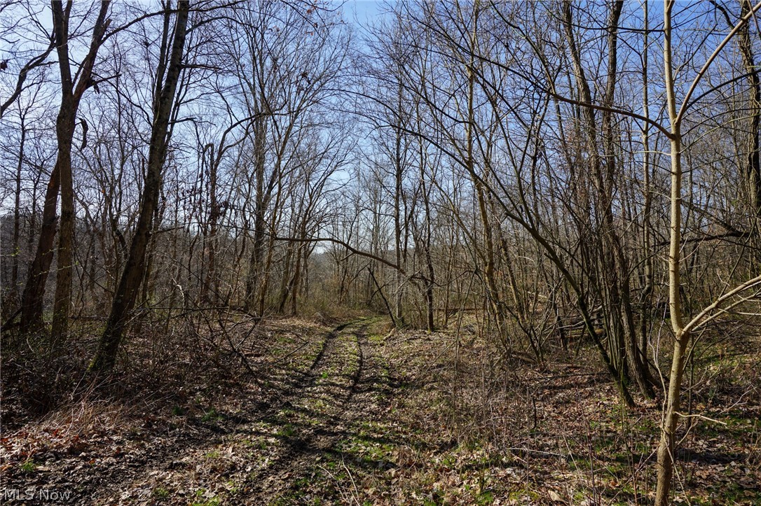York Road Adena, OH 43901 - Photo 46 of 50 View of nature