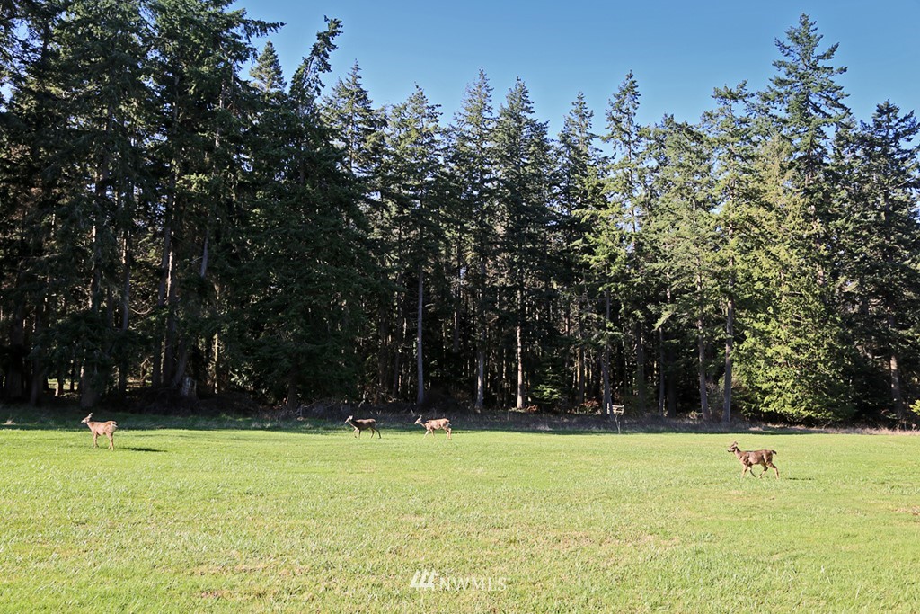 3835 Resort Road Greenbank, WA 98253 - Photo 3 of 25 Gallery Image 3