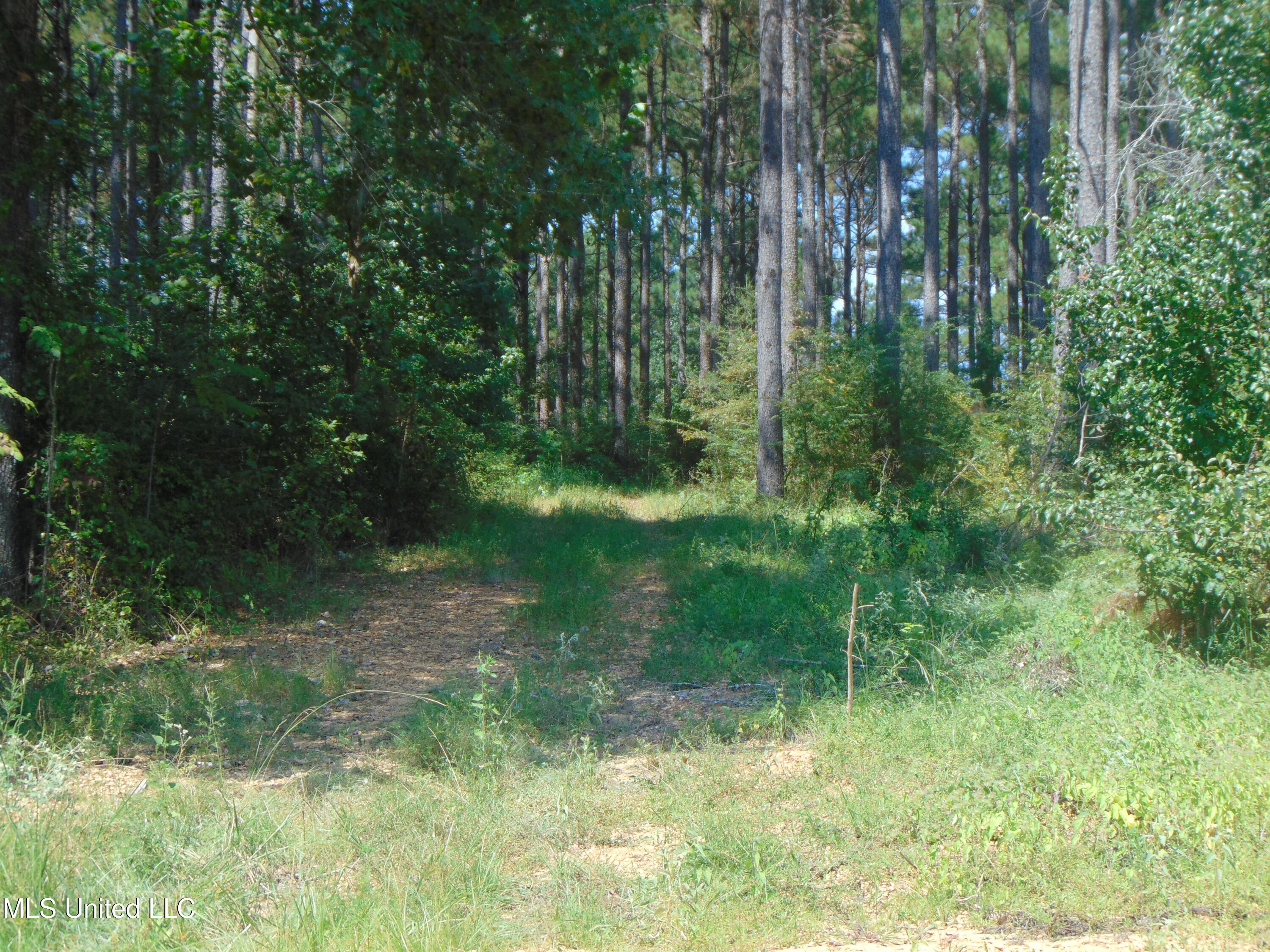 David Britt Street Wesson, MS 39191 - Photo 19 of 42 DSC05317