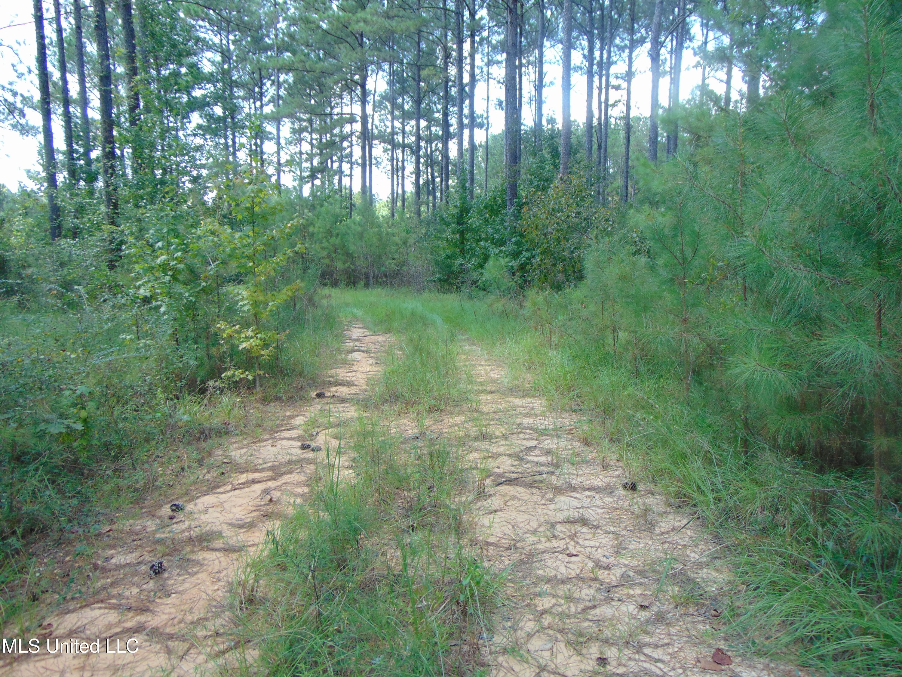 David Britt Street Wesson, MS 39191 - Photo 31 of 42 DSC05335