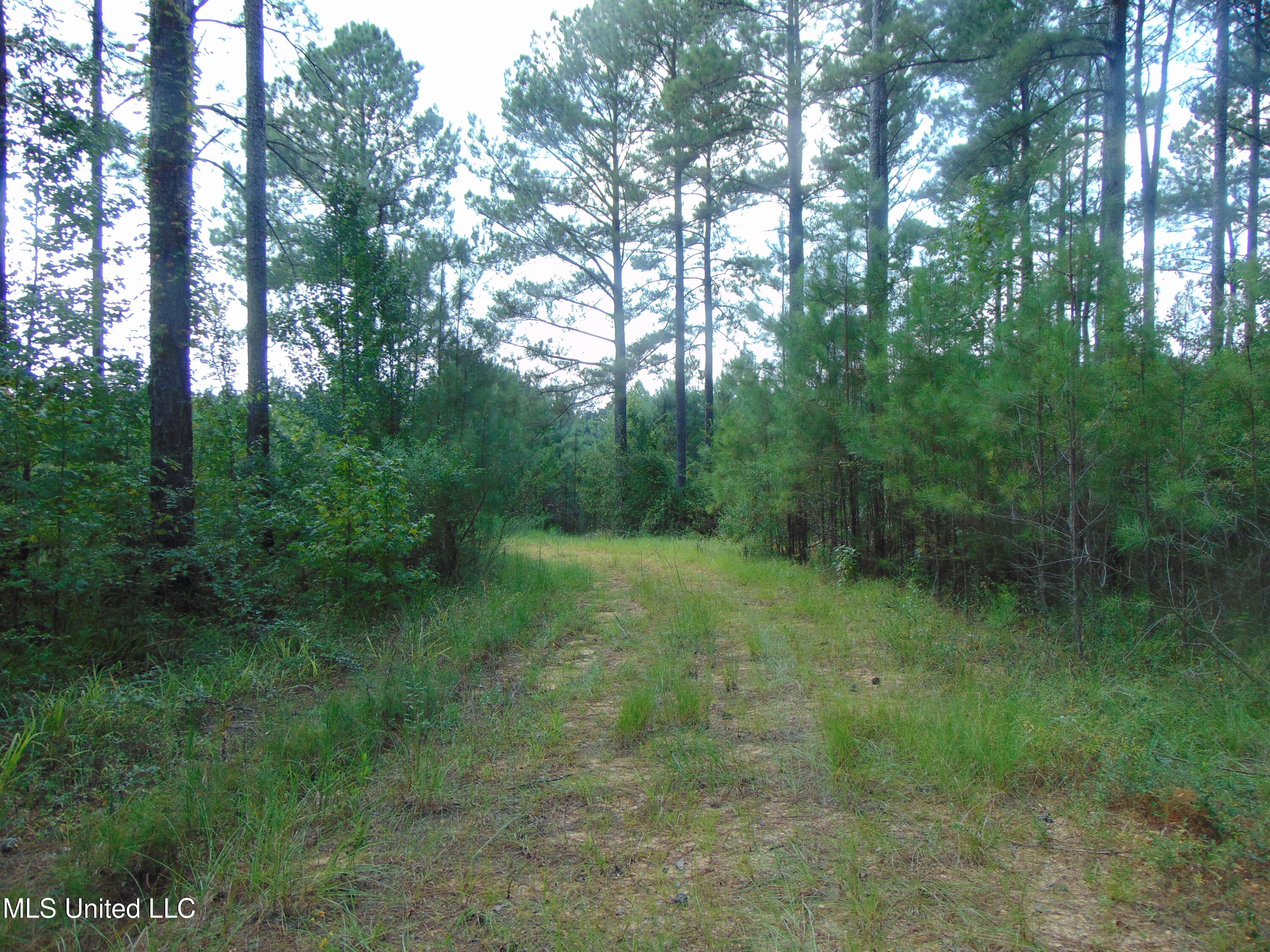 David Britt Street Wesson, MS 39191 - Photo 35 of 42 DSC05338