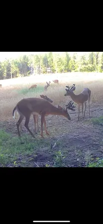 $1,899,900 | 1398 12 Mile Road, Remus, MI 49340