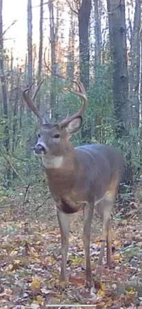 $1,899,900 | 1398 12 Mile Road, Remus, MI 49340