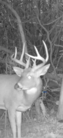 $1,899,900 | 1398 12 Mile Road, Remus, MI 49340