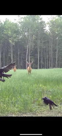 $1,899,900 | 1398 12 Mile Road, Remus, MI 49340