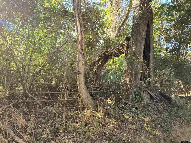 a view of a trees with a yard