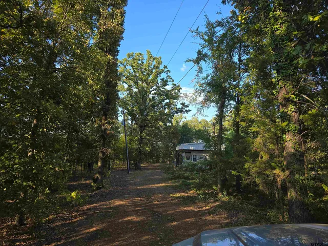 a view of a forest with trees in the background