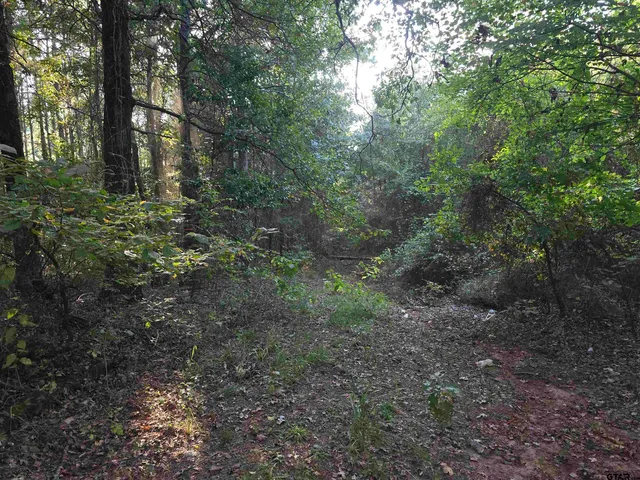 a view of a yard with large trees
