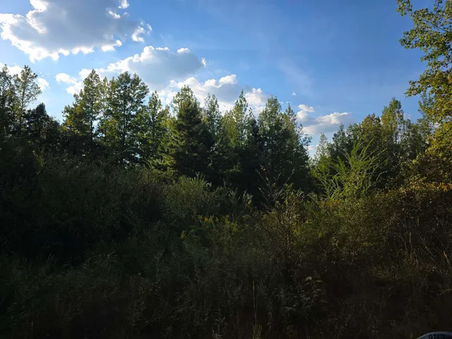 a view of outdoor space and trees